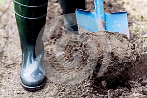 Worker digs the black soil with shovel in the vegetable garden