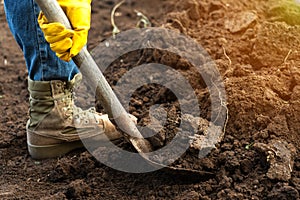 A worker digs the ground in the garden. A man in jeans and yellow gloves holds a shovel with earth, close-up