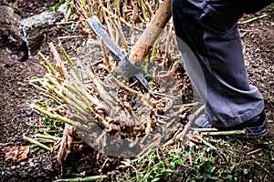 a worker digs out a rootstock of a hydrangea