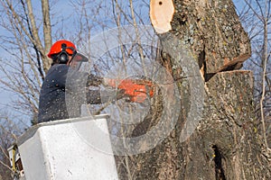 Worker felling maple tree