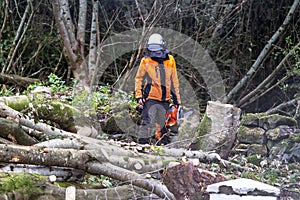 Worker felling and shredding trees, shrubs and bushes