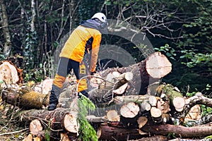 Worker felling and shredding trees, shrubs and bushes