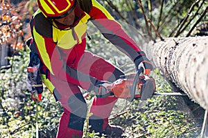 Worker felling the tree with chainsaw