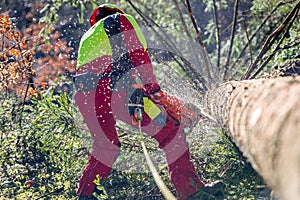 Worker felling the tree with chainsaw photo