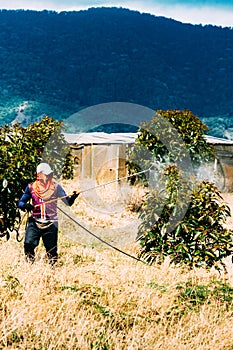 A worker fumigates avocado trees to protect them from mites, in a plantation