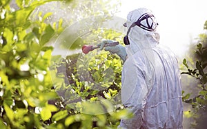 Worker fumigating plantation of lemon trees in Spain