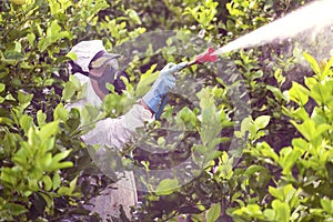 Worker fumigating plantation of lemon trees in Spain