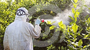 Worker fumigating plantation of lemon trees in Spain