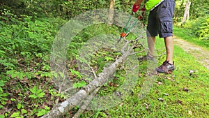 Worker with garden scissors trumps dry trees