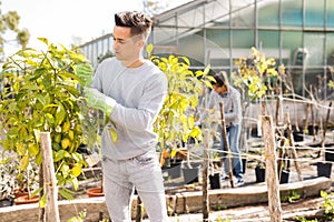 Worker gardening in glasshouse