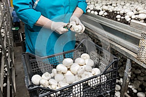 Worker gathering new champignons harvest on a mushroom farm