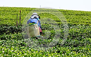 Worker in a green field harvesting the green tea