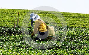 Worker in a green field harvesting the green tea