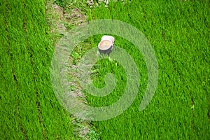 Worker in green rice field