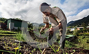 Worker growing chives in Central America