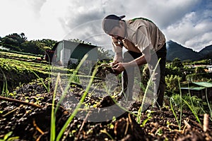 Worker growing chives in Central America