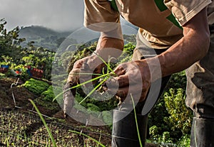 Worker growing chives in Central America photo