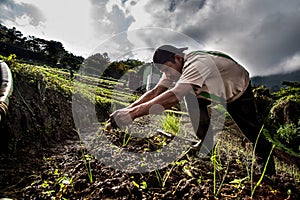 Worker growing chives in Central America photo