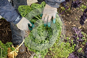 Worker Handling a Green Kale Plant for Harvesting