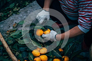 Worker handling Persimmon