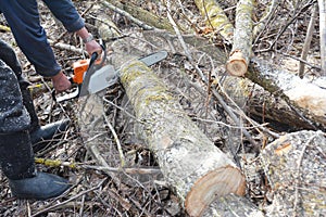 Worker hands with petrol chainsaw cutting trees. Man with gasoline petrol chain saw tree cutting in the forest
