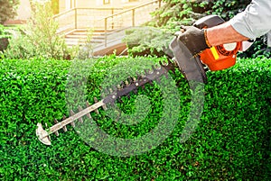 Worker hands pruning bushes with the garden gasoline scissors. Work in the garden, pruning the hedge