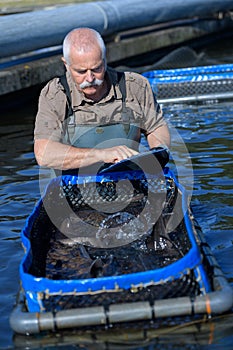 Worker harvesting farmed fish photo