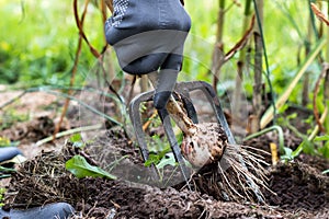 Worker harvesting garlic plants in the garden, vegetables harvested by woman in farmers field