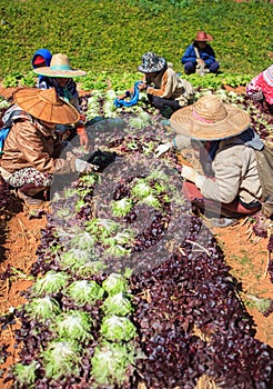 Worker harvesting organic vegetable in agriculture plantation