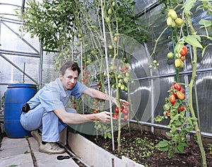 A worker harvests of red ripe tomatoes in a greenhouse