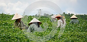 Worker havesting tea leaf on plantation in Moc Chau