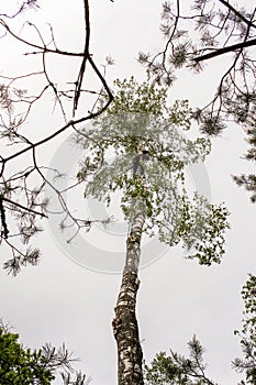 Worker on a high tree dropping branches