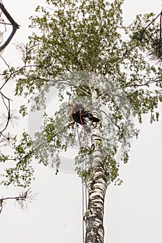 Worker on a high tree dropping branches