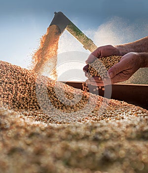 Worker holding soy beans after harvest