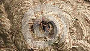 Worker Hornets coming in and out of the nest entrance