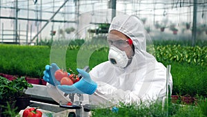 Worker injects tomatoes with big syringe. Scientist using toxic pesticides, insecticides working with crops.