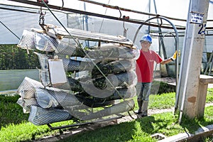 A worker at La Compania Rose Plantation in Ecuador.