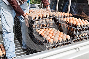 Worker life sort egg panel in wholesale market on truck