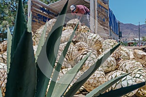 worker lowers an agave pineapple for mezcal photo