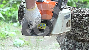 Worker man hands with gloves sawing thick maple tree trunk with chainsaw.