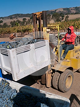 Worker manning forklift with grapes at vinery