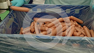 Worker at a meat processing plant producing sausages. Packing sausages in a box, close-up. Sausages in the production