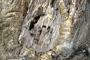 Worker and nasute termites on wood