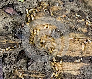 Worker and nasute termites on wood