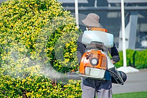 Worker in overalls sprays with poisons and fungicides bushes of evergreen shrubs in a city park photo