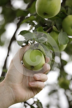 Worker picking a green apple