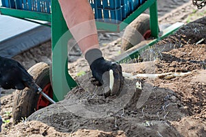 Worker picking with hands white asparagus vegetables on fields in Netherlands, harvest season