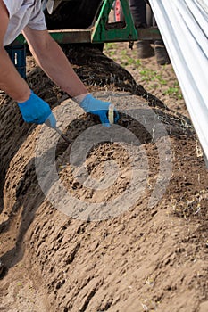 Worker picking with hands white asparagus vegetables on fields in Netherlands, harvest season