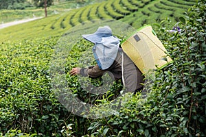 Worker picking tea leaves in Choui Fong tea plantation