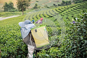 Worker picking tea leaves in Choui Fong tea plantation